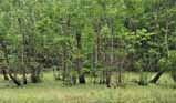 swamp